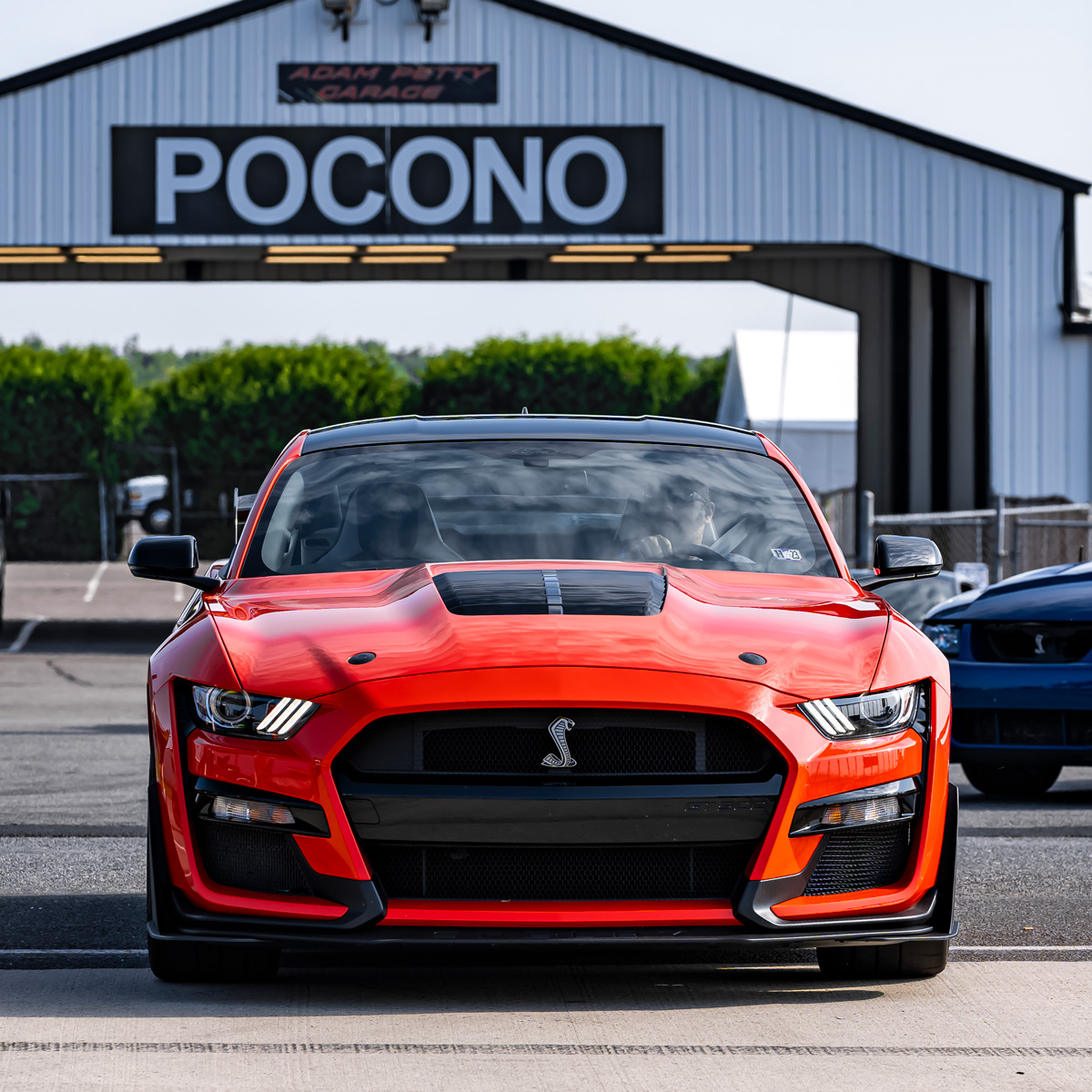 Orange_Shelby